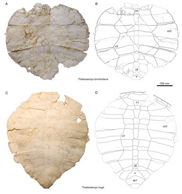 Thalassemys bruntrutana n. sp., a new coastal marine turtle from the ...