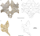 Thalassemys Bruntrutana N Sp A New Coastal Marine Turtle From The