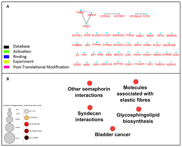 Network construction and pathway enrichment analysis of differentially expressed genes were not informative.