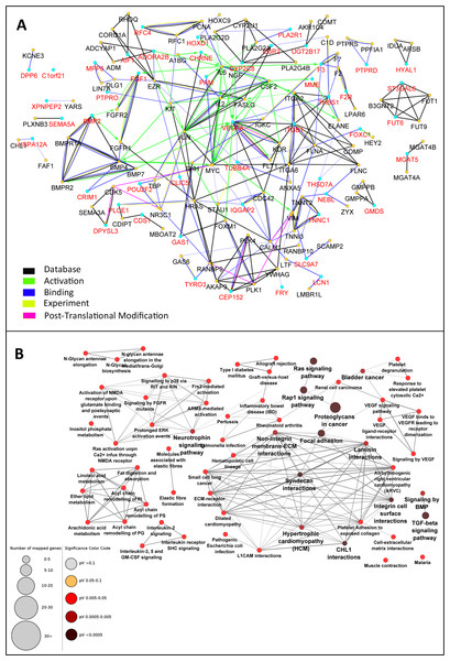 Enrichment of the PPI network and selection of central nodes for pathway enrichment analysis can determine pathways essentially related to DN.