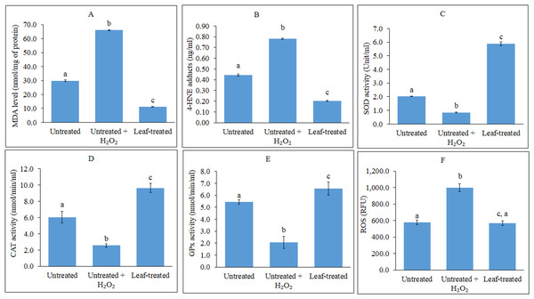Analyses of lipid peroxidation, antioxidant enzymes and ROS.