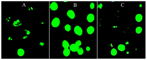 Image-based ROS measurement captured by fluorescence microscopy.