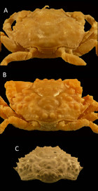 Spider crabs of the Western Atlantic with special reference to fossil ...