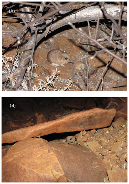 Ear-tagged and radio-collared M. micus at study site in Goboboseb Mountains, Namibia.