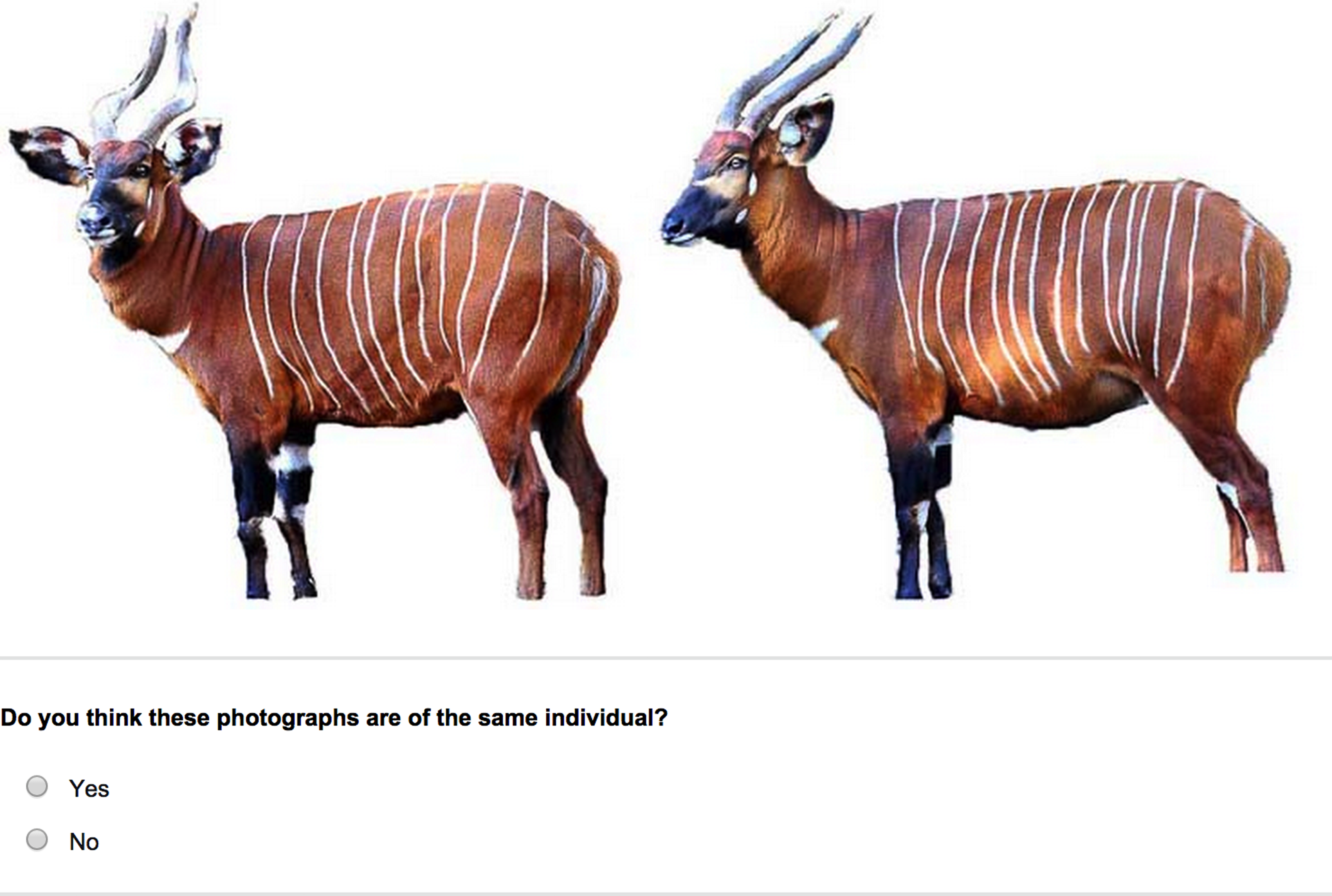 Factors affecting the identification of individual mountain bongo antelope  [PeerJ]