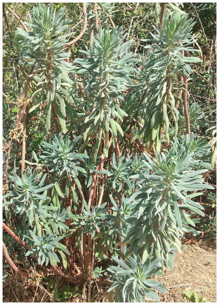 Euphorbia characias.