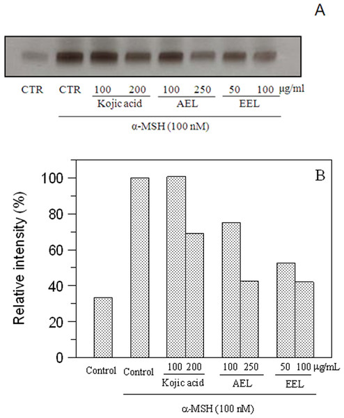 Effect of leaves extracts on B16F10 cells by L-DOPA staining.