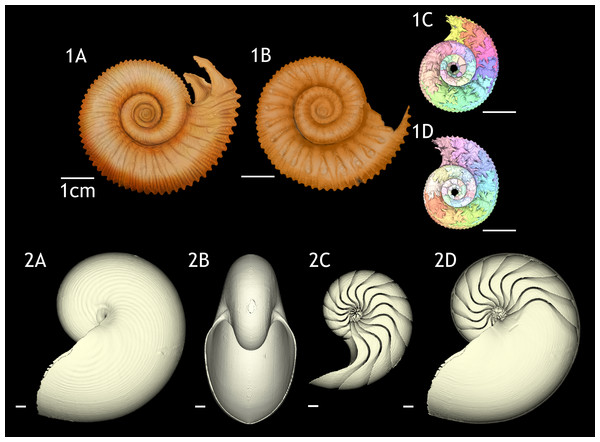 3D reconstructions of the two specimens of Normannites mitis, modern Nautilus pompilius (specimen 17), and their phragmocones.