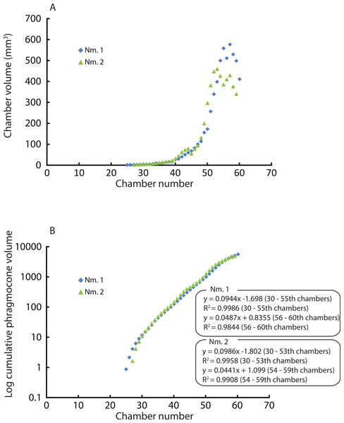 Volumes plotted against chamber numbers in Normannites mitis. The volumes prior to chamber 25 (Nm. 1) and 27 (Nm. 2) have not been measured.
