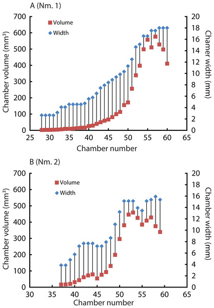 Volumes and widths of chambers plotted against chamber numbers in Normannites mitis. Squares and diamonds represent volumes and widths, respectively.