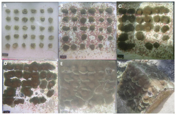 Porites lobata fragments fusing over ceramic tiles.