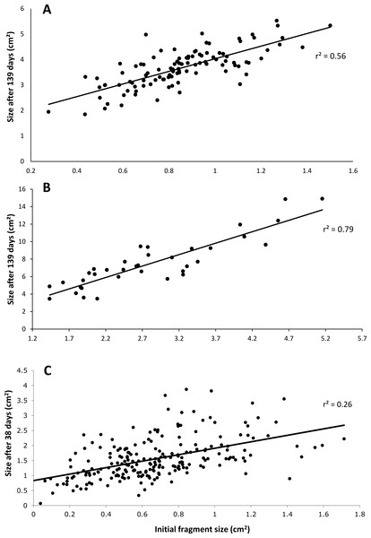 Relationship between initial size and final size.