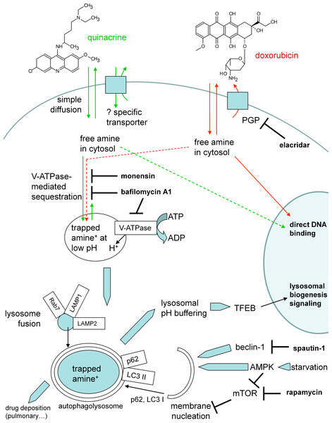 Schematic representation of cell responses to quinacrine.