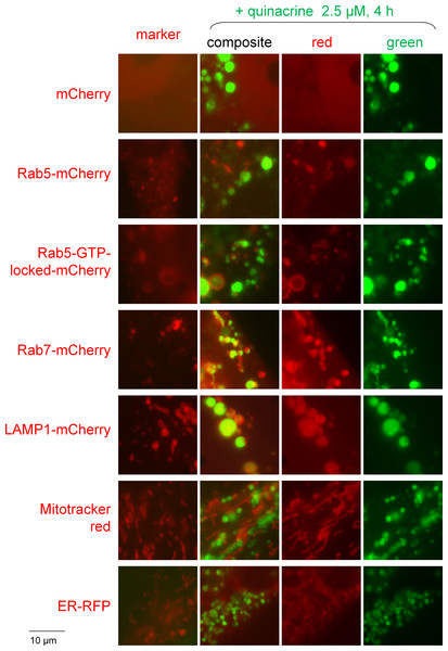 Colocalization studies of red fluorescent markers with quinacrine in mouse fibroblasts treated as indicated.