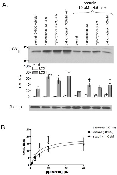 Effect of the autophagy inhibitor spautin-1 on quinacrine transport in mouse fibroblasts.