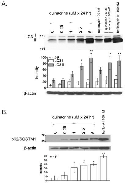 Characterization of quinacrine-induced autophagic accumulation in murine fibroblasts and comparison with other treatments.