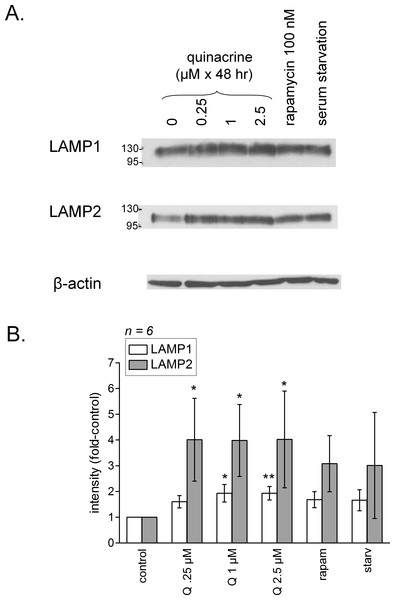 (A) Prolonged (48 h) effect of quinacrine and other treatments on feed-back lysosomal genesis in C57BL/6 mouse dermal fibroblasts as assessed using immunoblotting of LAMP1 and LAMP2. (B) Average densitometry values of immunoblots for replicated experiments.