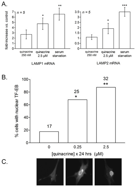 RT-PCR determination of LAMP1 and LAMP2 mRNA levels in mouse fibroblasts treated as indicated for 24 h.