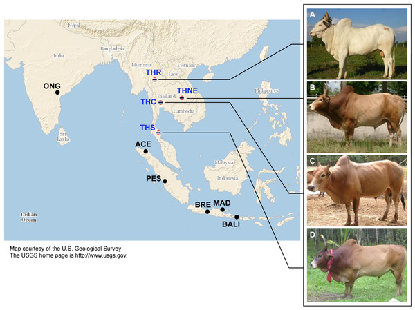 Images of four native Thai cattle varieties.