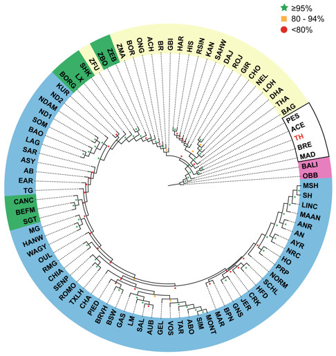 Unrooted Neighbor-Joining phylogenetic tree of cattle breeds.