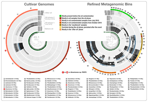 Overholt culture isolates linked to the Rodriguez-R metagenomes of the beach sand microbial community.