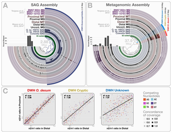 Mapping of samples to SAGs and metagenomic assembly, and nucleotide frequencies and identities of variable positions in three bins.