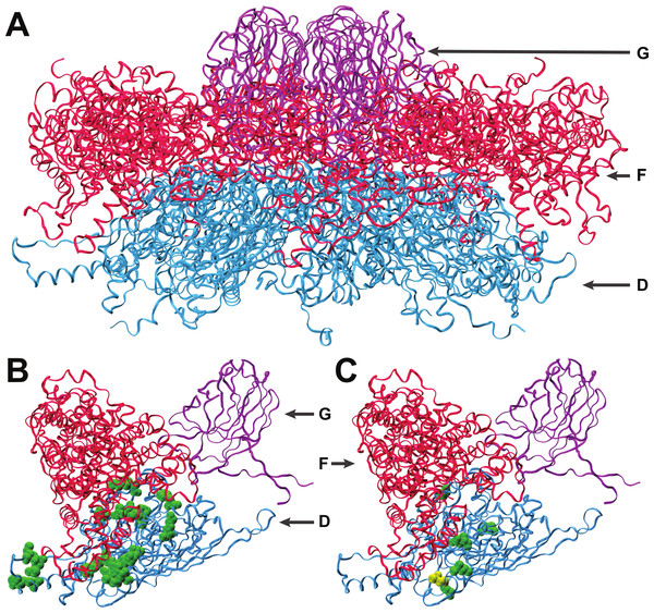 Interactions of coat protein F with the external scaffolding protein D.