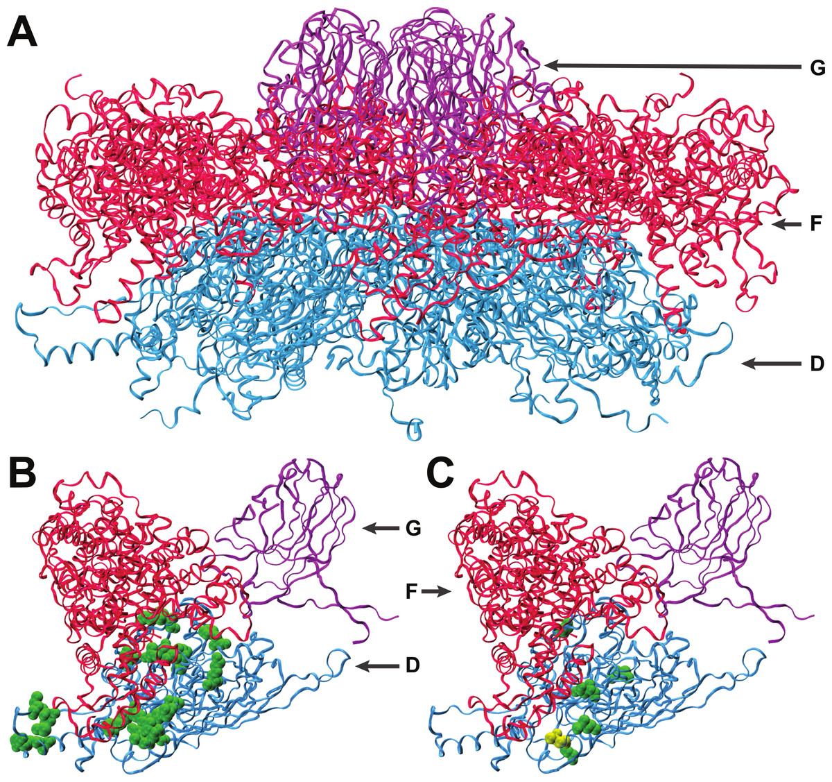 scaffold protein perforin