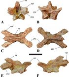 A reappraisal of the morphology and systematic position of the theropod ...