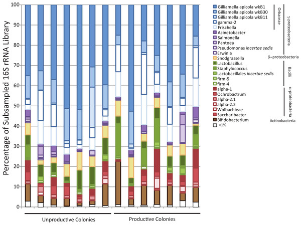 Bar chart showing diversity of bacteria within each sampled forager population.