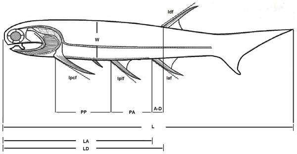 Body plan of the genus Mesacanthus.