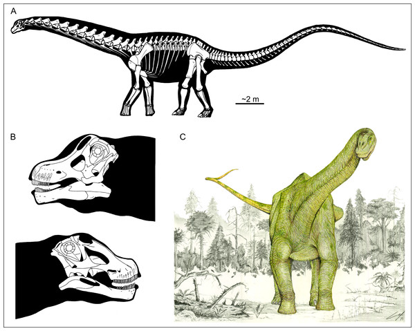 Skeletal and life restorations of titanosaur sauropods.