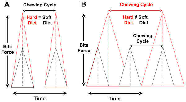 Relationships among bite-force magnitude, chewing cycle length and chewing frequency when the latter two parameters are the same for hard or tough vs. soft foods (A) or different between such foods (B).