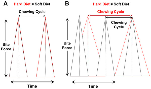 Controlling for variation in bite-force magnitudes, hypothesized relationships between chewing cycle length and chewing frequency when both parameters are the same for hard/tough vs. soft foods (A) or different between such foods (B).