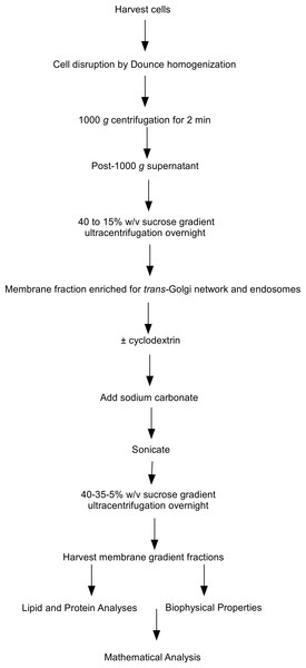 Flow chart of steps involved in the subcellular fractionation procedures.