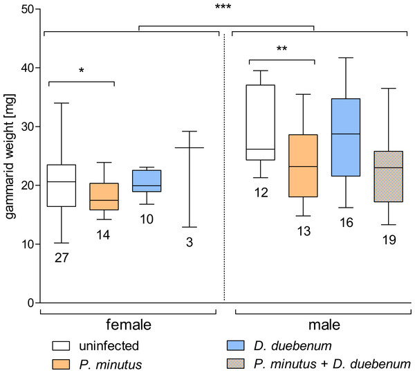 Box plot of gammarid weight depending on infection and sex.