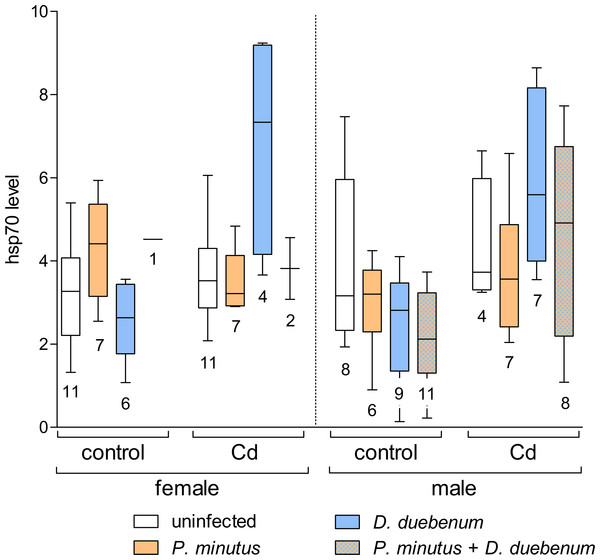 Relative hsp70 content in infected and uninfected G. fossarum females and males after cadmium exposure.