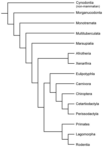 Phylogeny of Cynodontia focussing on groups discussed, based on Luo & Wible (2005), Luo (2011), Meredith et al. (2011) and O’Leary et al. (2013).