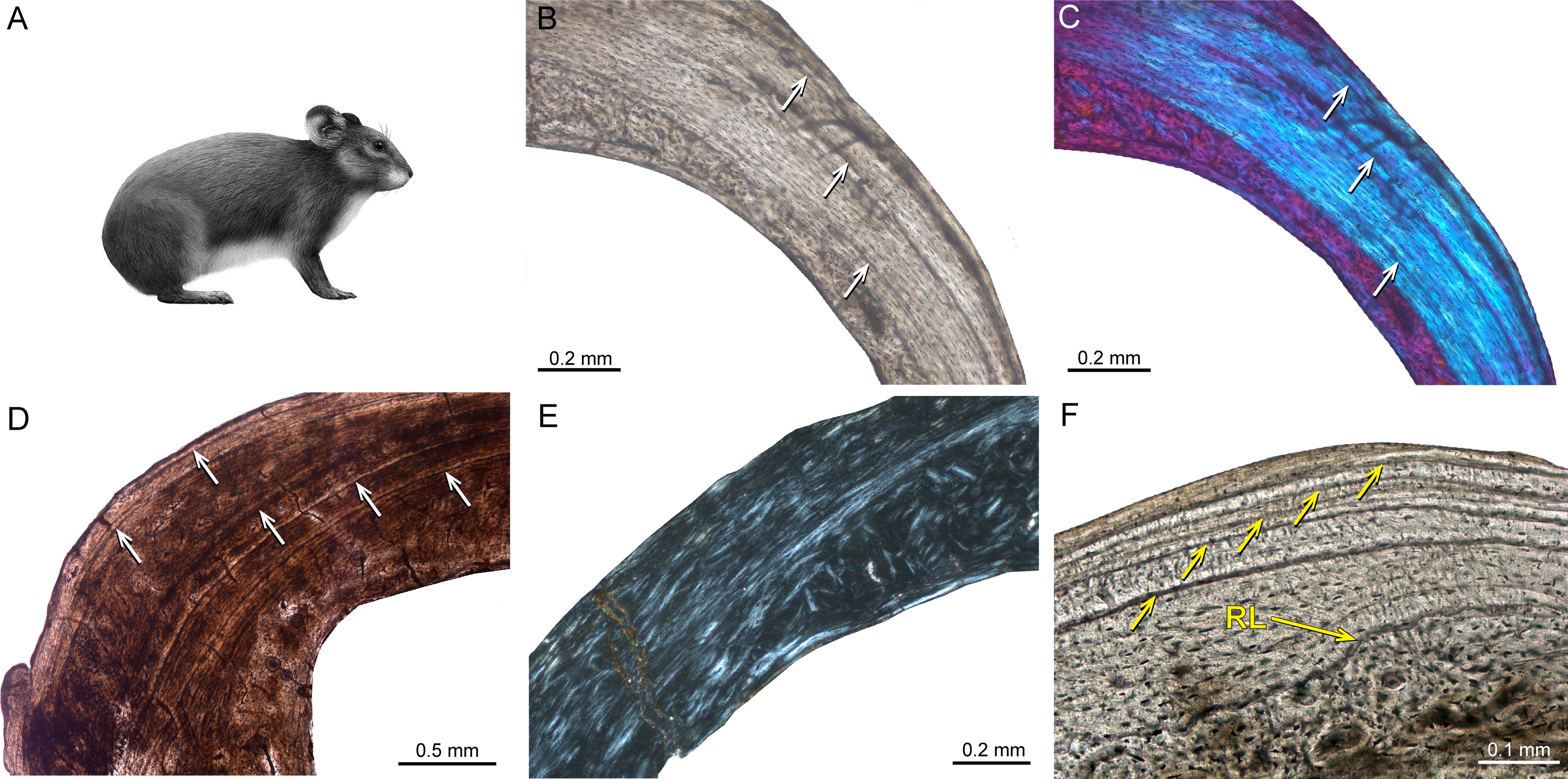 Histological features of Sinomegaceros yabei, the megacerine deer from