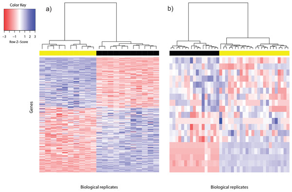 Heat map of differentially expressed genes in (A) Bottomly data set (362 DEG) and (B) Cheung data set (19 DEG).