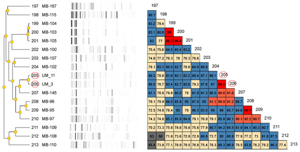Dendrogram of UM_3 and UM_11 with other Mycobacterium isolates in the DiversiLab Mycobacterium database.