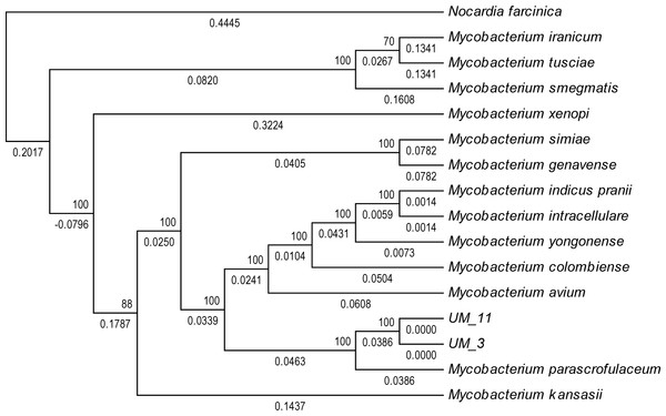 Orthologs-based phylogenetic tree showing UM_3 and UM_11 in relation to other mycobacterial spp.