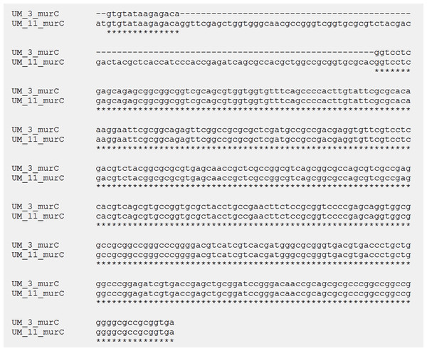 Alignment of murC gene sequences in UM_3 (396bp) and UM_11 (495 bp).