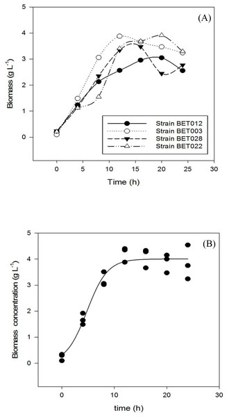 Growth profiles during 24 h fermentation of MRS medium at 30 °C: (A) LAB strains BET012, BET003, BET028, BET022; (B) BET003 in triplicate.