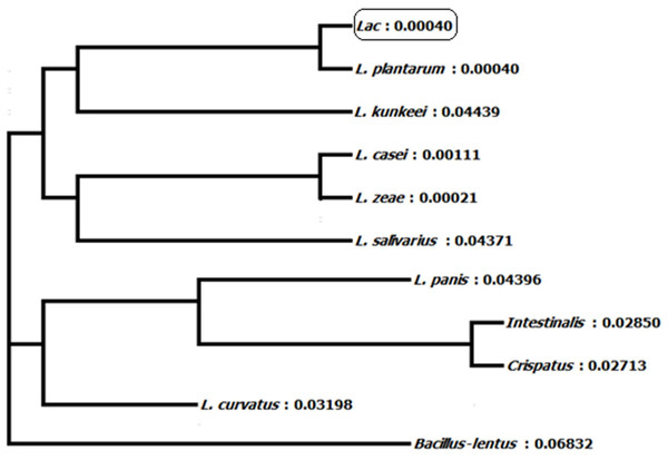 Phylogeny tree of isolated lactic acid bacteria ‘Lac’ (i.e., BET003).