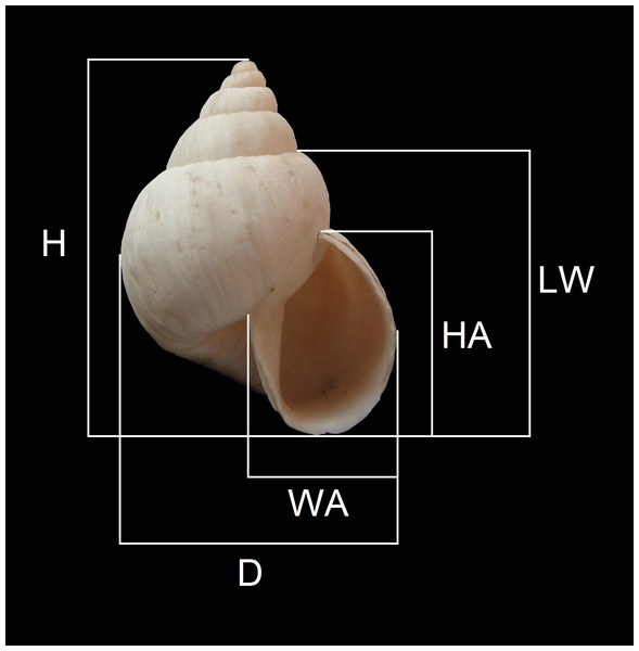 Measurements performed on shells.