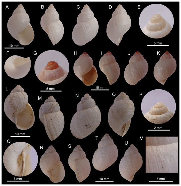 Images of shells of Bostryx species.
