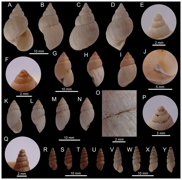 Images of shells of Bostryx species.