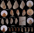 The Bulimulidae (Mollusca: Pulmonata) from the Región de Atacama ...