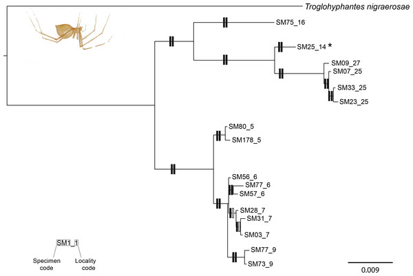 Phylogenetic tree of Troglohyphantes.